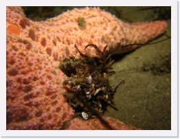 IMG_1009 * Decorator crab on a Short Spined Sea Star * 3264 x 2448 * (1.76MB)